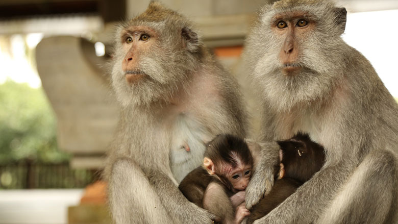 Visit Sacred Monkey Forest in Ubud