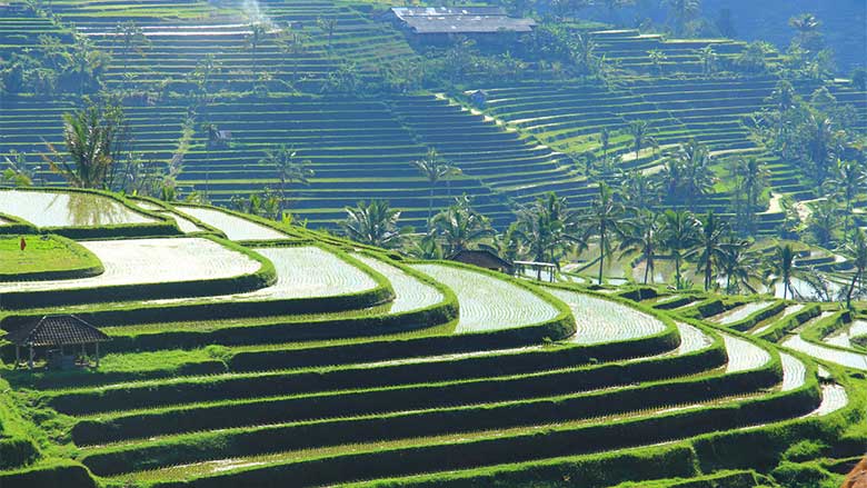 See magnificent Jatiluwih rice terraces
