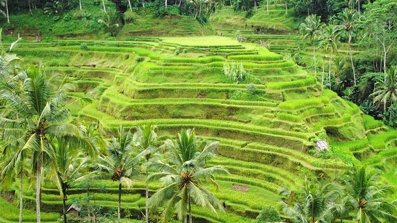 See rice terraces in Tegalalang
